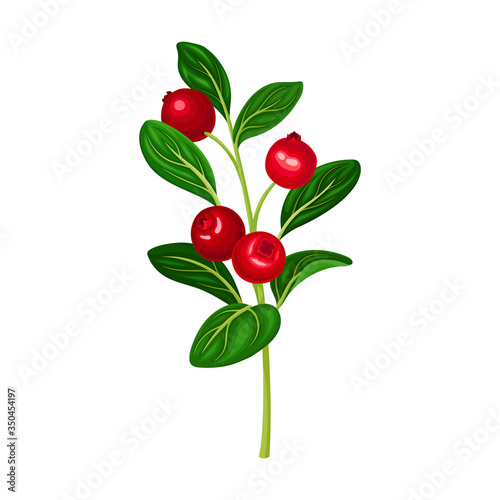Lingonberry Branch with Oval Leaves Bearing Edible Red Fruit Vector Illustration