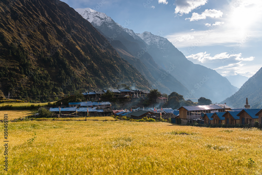 Barley rice paddy in Lho village in Manaslu circuit trekking route, Himalaya mountains range in Nepal
