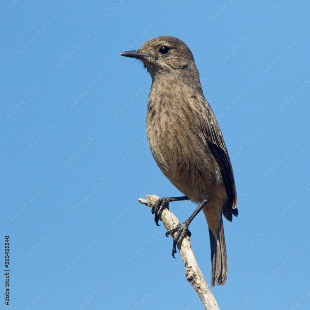 Pied Bushchat (Saxicola caprata) female, Horton Plains National Park, Sri Lanka. Pied Bushchat (Saxicola caprata) female, Horton Plains National Park, Sri Lanka.