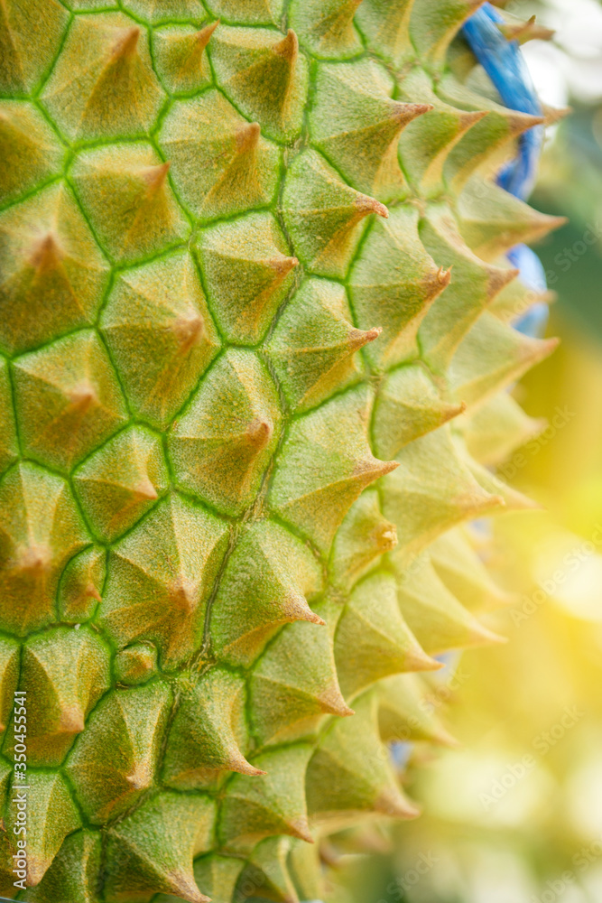 Fototapeta premium Tropical fruit durians on the durian tree in durian orchard.