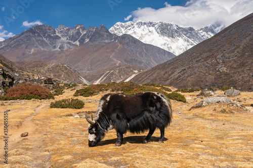 Black Yak standing in Everest region, Himalaya mountains range in Nepal