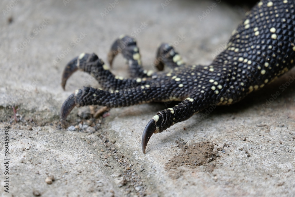 Fototapeta premium details of monitor lizard claw, also known as varanus salvator