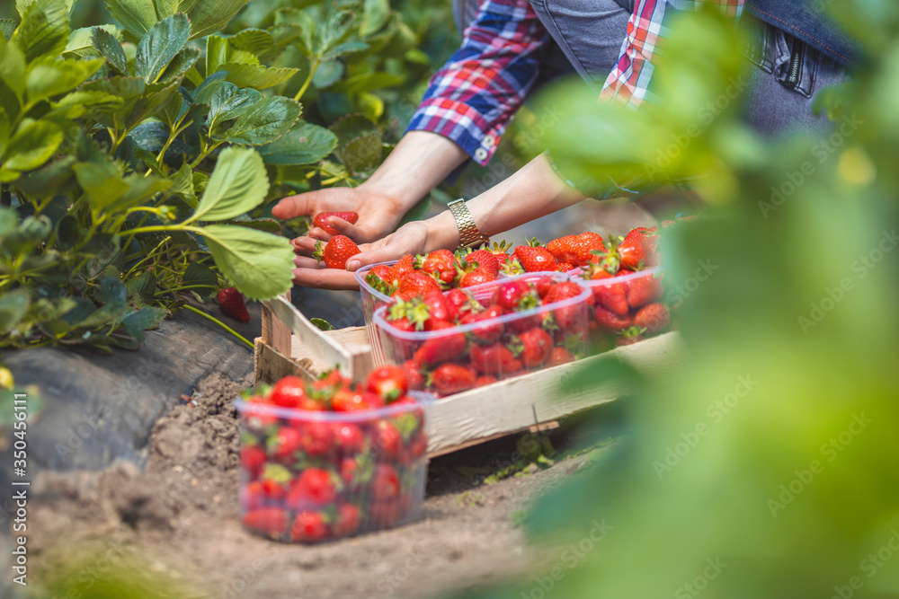 Fototapeta premium Young woman farmer harvesting strawberry in garden. Female hand rips strawberries from the bush. Woman showing red strawberry on hands in farm.