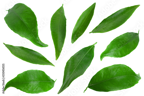 Clementine leaf on white