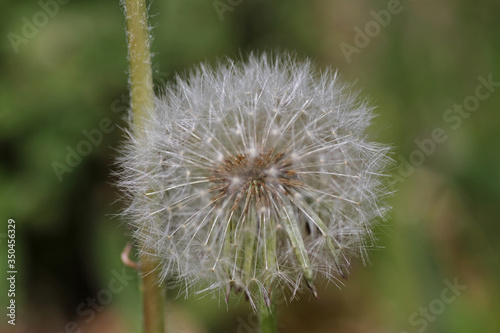 Pusteblume