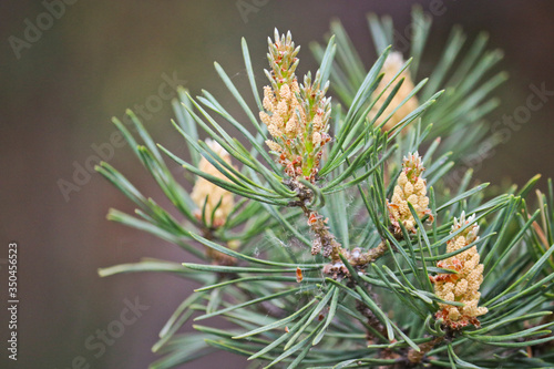 Selective focus. Male pine cones (Pinus sylvestris). Pine pollen is a strong allergen.