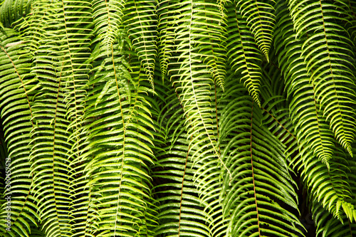 Ferns in he Forest
