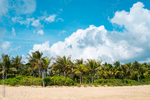 Beautiful coast with rows of coconut trees on the background of an amazing blue sky with beautiful clouds.