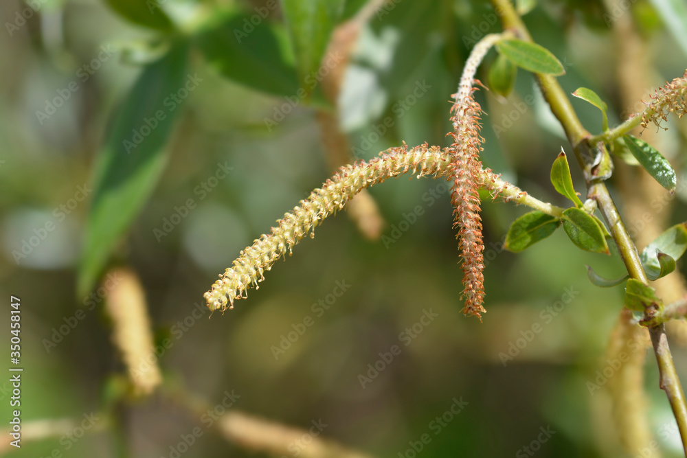 Naklejka premium White willow