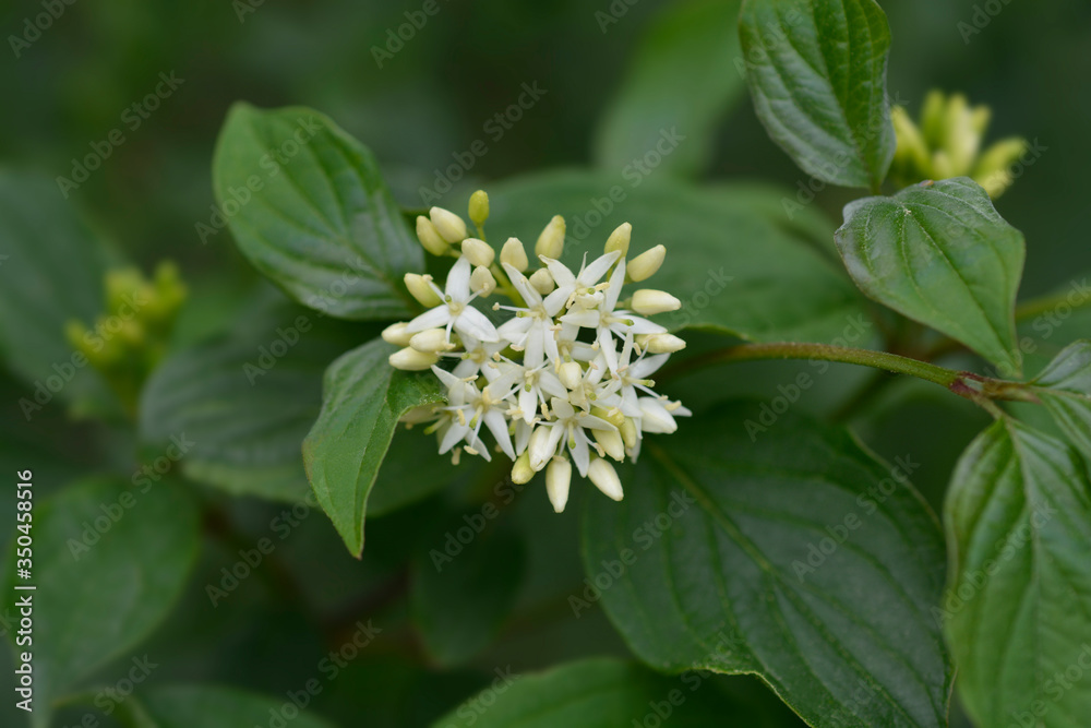 Common Dogwood Common Dogwood