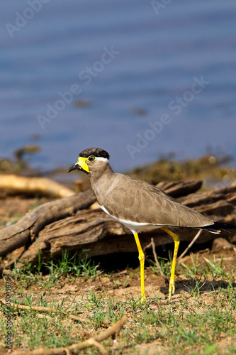 Yellow-wattled Lapwing (Vanellus malabaricus), Uda Walawe National Park, Sri Lanka. photo