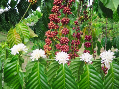 Coffee bean and coffee tree blossom on tree in the farm