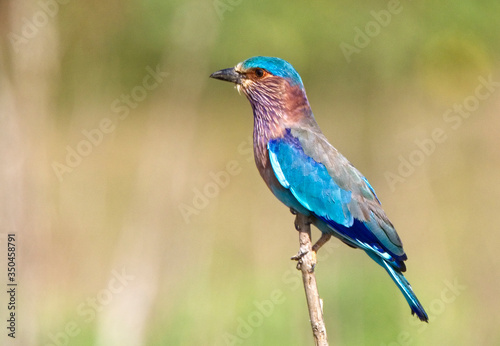 Indian Roller (Coracias benghalensis), perched on a post, Uda Walawe National Park, Sri Lanka. © tonymills