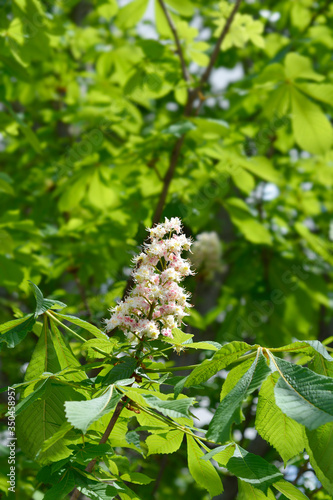 Common horse chestnut