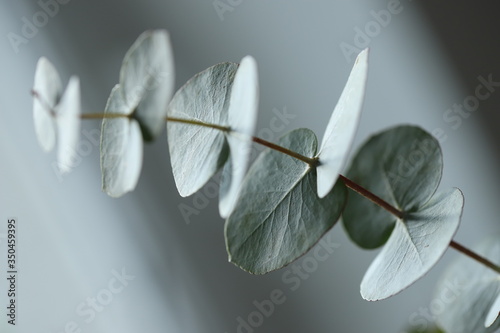 Eucalyptus wallpaper photo