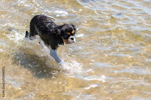 A dog cavalier king charles, a cute puppy bathing in the seaweeds 