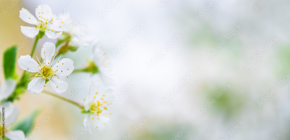 spring background white cherry blossoms. copy space