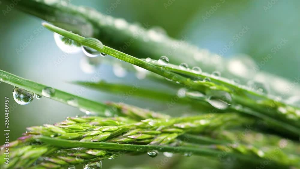 Green grass in nature with raindrops Green grass in nature with raindrops