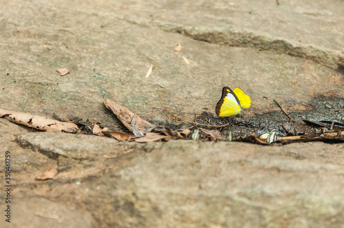 Closeup of Yellow Butterfly on stone