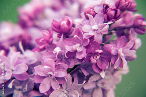 lilac closeup © vladislavk