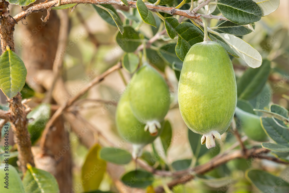 ripe feijoas growing on feijoa tree with blurred background