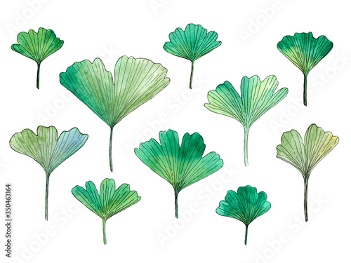Green stylized ginkgo leaf isolated on white background. Hand-drawn illustration. Watercolor sketching. Set of medicinal plant leaves. Botanical clip art collection