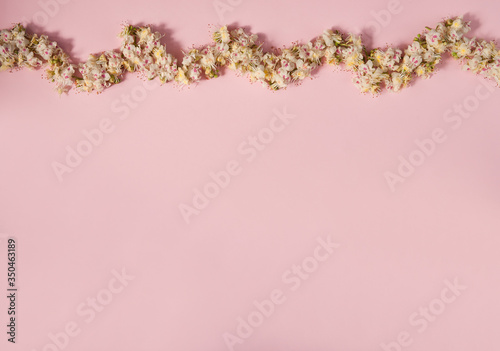 Flower composition. Border of horse chestnut flowers (Aesculus hippocastanum) on a pastel pink background. Top view. Free space.
