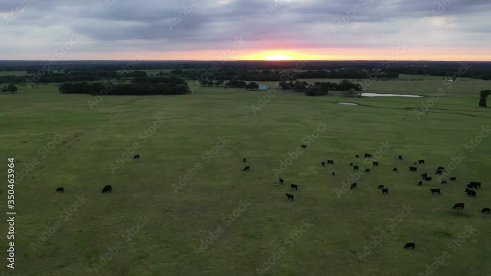 Flight over black angus cattle grazing in a pasture at sunset, Burleson County, Texas, USA Flight over black angus cattle grazing in a pasture at sunset, Burleson County, Texas, USA