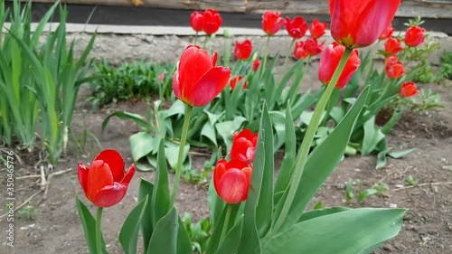 Red tulips with bright green leaves grow in the palisade of the village house. Spring time.