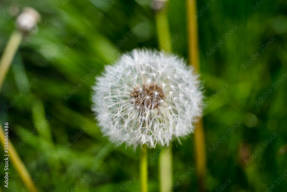 Dandelion in the garden, close-up, macro scale