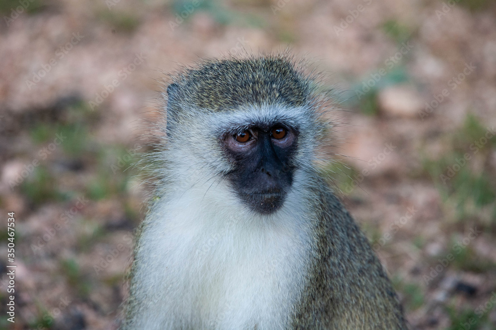 A portrait of a vervet monkey (Chlorocebus pygerythrus) against a blurred South African bushveld background. A portrait of a vervet monkey (Chlorocebus pygerythrus) against a blurred South African bushveld background.