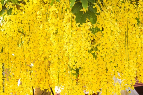 Photos Colorful golden shower tree or yellow cassia fistula blooming , Thailand nationa
