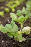 seedlings of young cabbage in the garden