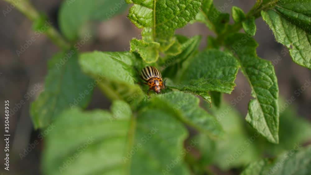 Pests destroy a crop in the field. Parasites in agriculture. Pests destroy a crop in the field. Parasites in agriculture.