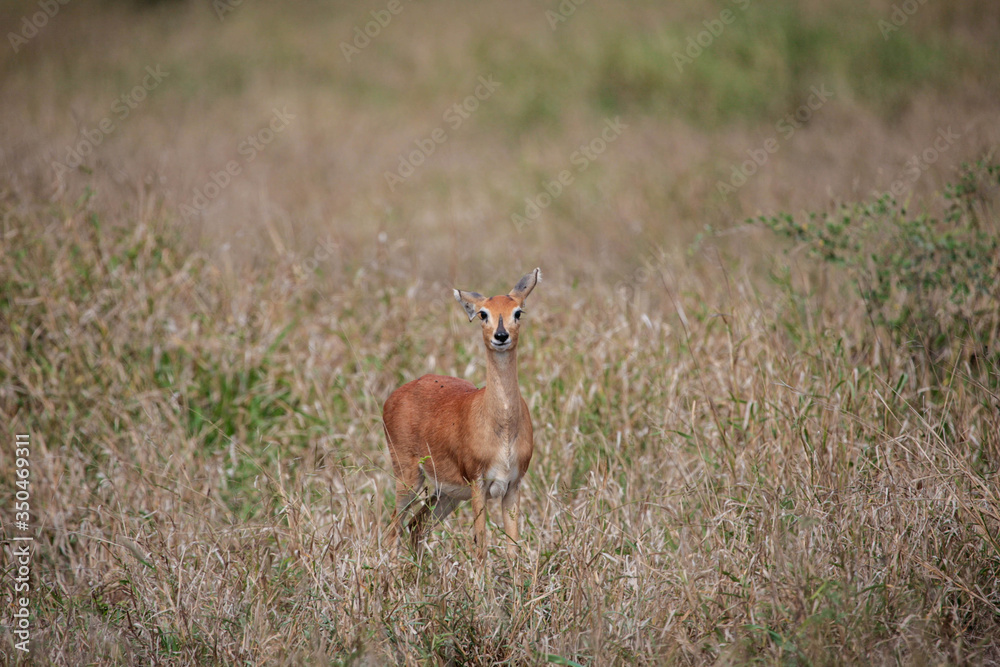 An alert lone Steenbok ewe (Raphicerus campestris) at the end of the rainy season in the South African lowveld.