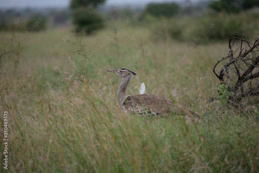 A solitary kori bustard (Ardeotis kori kori), foraging in long grass, at the end of the wet season, in the South African bushveld.