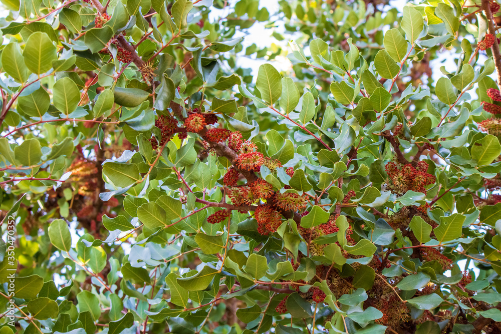 These are the colourful blooming male flowers of the carob tree