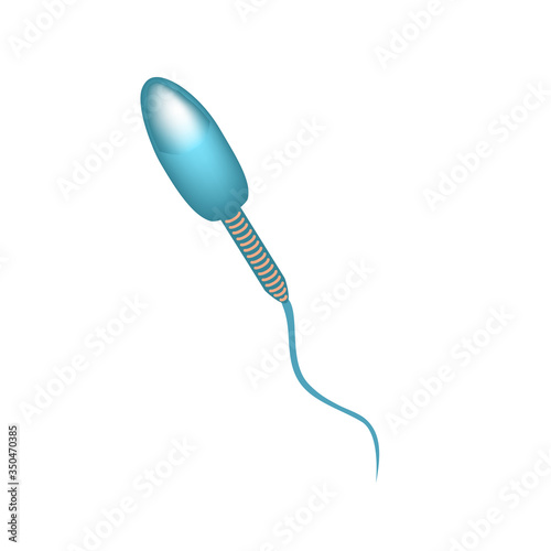 The structure of the sperm. Infographics. Vector illustration on isolated background.