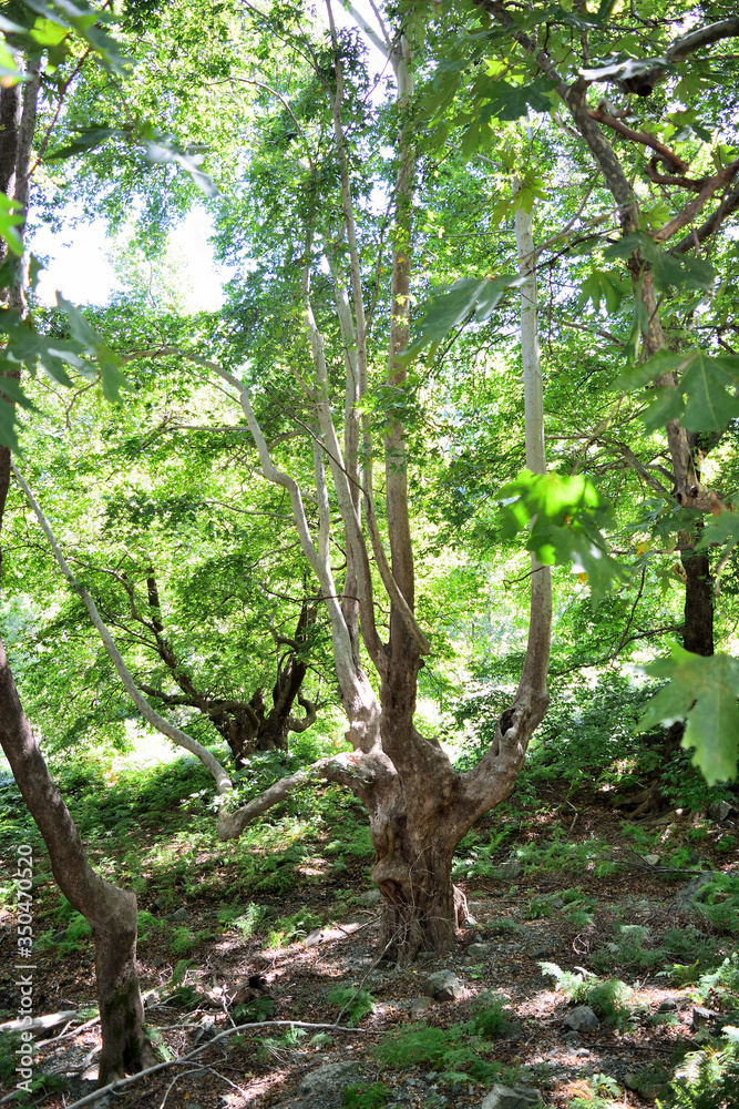 Platanus (plane tree) forest in Therma area, Samothraki island, Greece, Aegean sea Platanus (plane tree) forest in Therma area, Samothraki island, Greece, Aegean sea