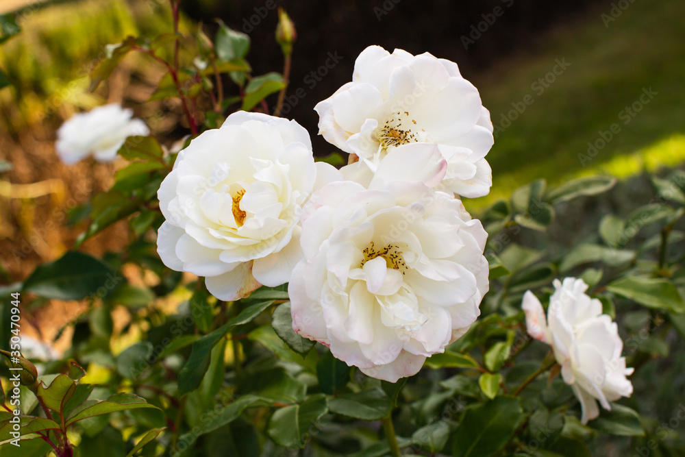 Closeup of a cluster of white roses in bloom, a brilliant floral display. Closeup of a cluster of white roses in bloom, a brilliant floral display.
