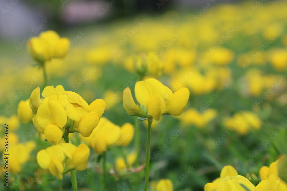 field of yellow flowers field of yellow flowers