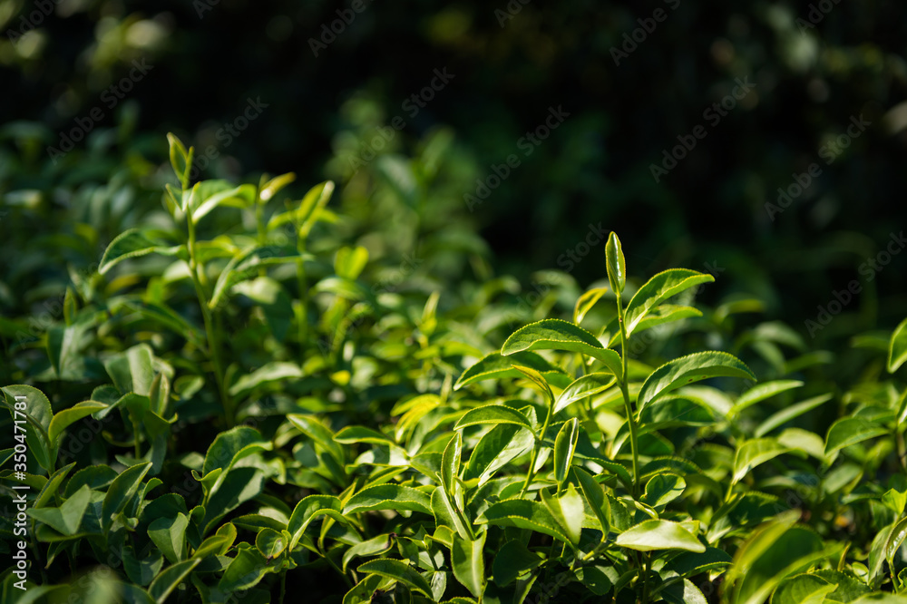 Closeup of tea plant