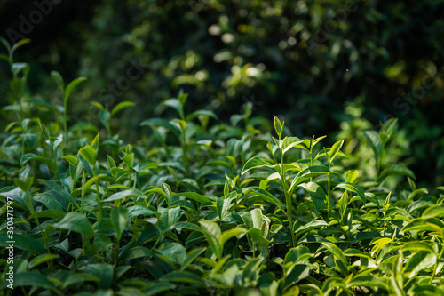 Closeup of tea plant