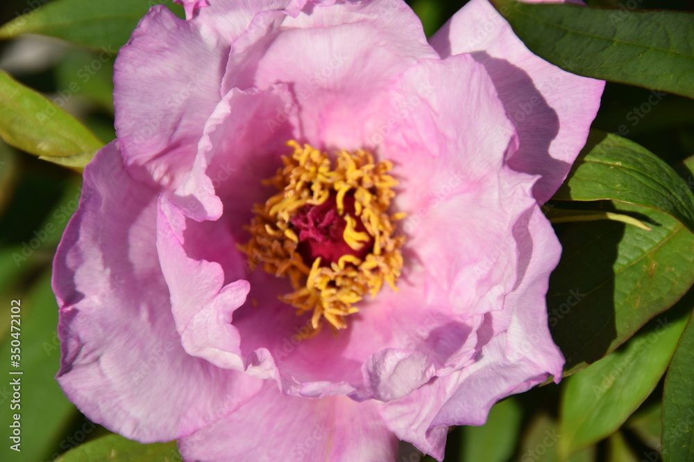 Rosa Blüte einer japanischen Pfingstrose Rosa Blüte einer japanischen Pfingstrose