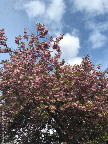 pink cherry blossom