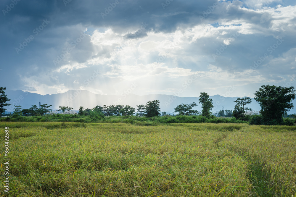 Landscape of field rice with clouds sky Landscape of field rice with clouds sky