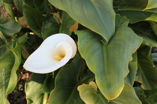 white calla lily