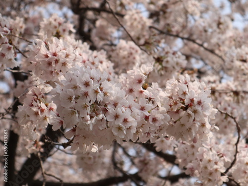 pink cherry blossom