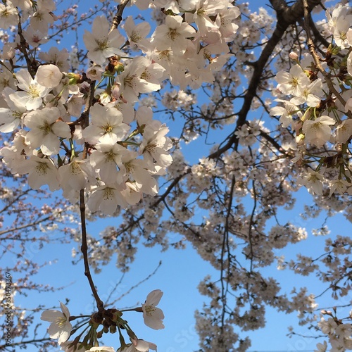 cherry tree blossom