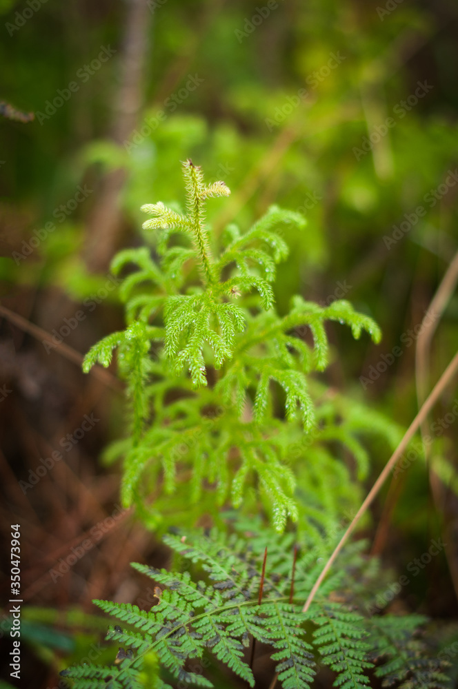closeup of fresh plant in nature